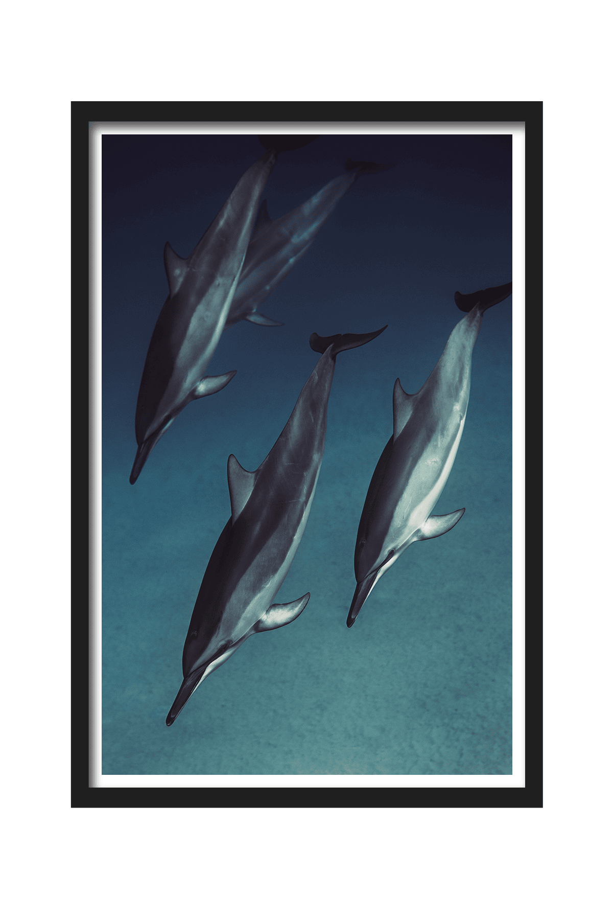 Dolphins