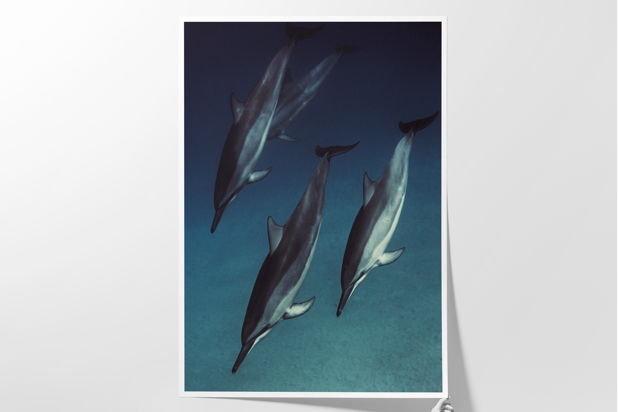 Dolphins